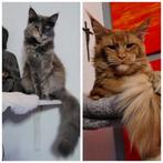 XL Mainecoon kittens met stamboom, Dieren en Toebehoren, Katten en Kittens | Raskatten | Langhaar, Meerdere dieren, Met stamboom