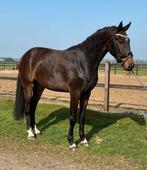 Ruin v. bluehorse Santiano x daily diamond uit elite moeder, Dieren en Toebehoren, Paarden, Ruin, Dressuurpaard, 3 tot 6 jaar