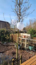 Appelboom 3 meter, Ophalen, Appelboom, Lente