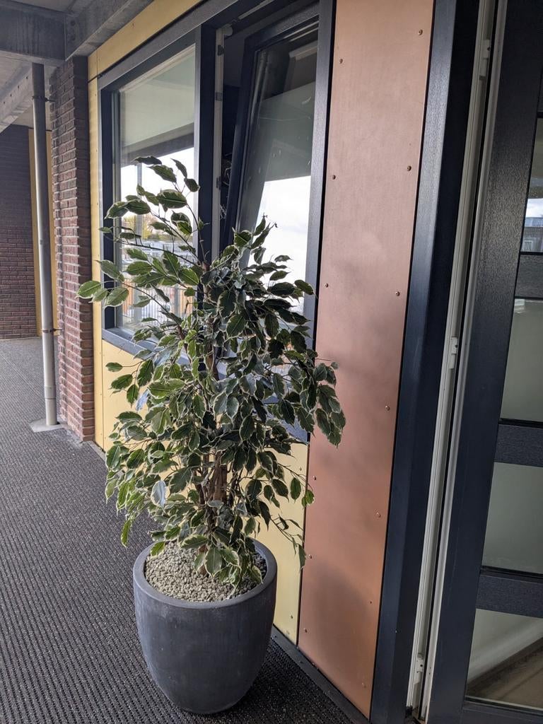 Prachtige grote kunstplant (ficus), Tuin en Terras, Volle zon, 100 tot 250 cm, Zomer, Overige soorten