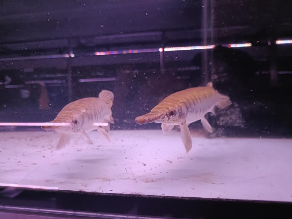 Florida gars 30/35, Vis