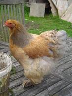 Brahma groot (buff blauw) - kuikens verwacht, Dieren en Toebehoren, Geslacht onbekend, Kip