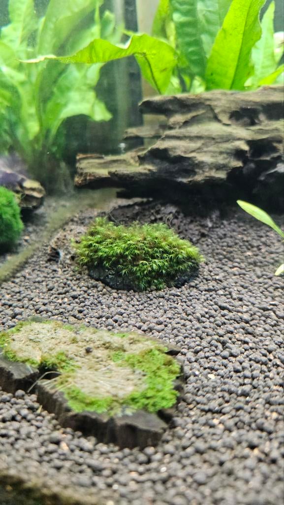 Fissidens fontanus mos, Dieren en Toebehoren, Vissen | Aquaria en Toebehoren, Ophalen of Verzenden, Nieuw, Plant(en), Steen of Hout