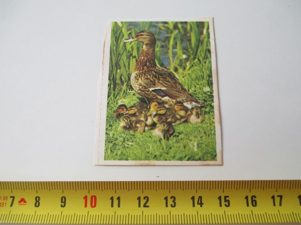 sticker ESSO  eend eenden, Ophalen, Zo goed als nieuw