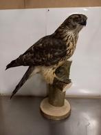 Opgezette vogel, Ophalen, Zo goed als nieuw, Vogel, Opgezet dier
