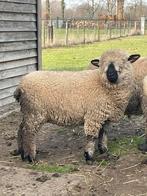 Hampshire Down Ooi, Dieren en Toebehoren, Vrouwelijk, Schaap