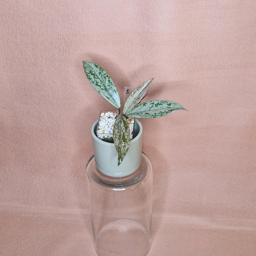 Hoya Pubicalyx Pink Silver Ghost 1, Huis en Inrichting, Kamerplanten, Overige soorten, Minder dan 100 cm, Bloeiende kamerplant