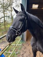 6 jarige merrie, Dieren en Toebehoren, Paarden, Merrie, Met stamboom, Dressuurpaard, 3 tot 6 jaar