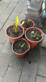 Aaronskelk (Zantedeschia aethiopica) - Grote potten, Tuin en Terras, Ophalen, Volle zon, Vaste plant, Zomer