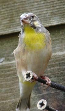 Mooi koppel geelborst edelzangers, Meerdere dieren, Tropenvogel