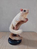 Sugar glider taxidermie, Ophalen of Verzenden, Nieuw, Overige soorten, Opgezet dier