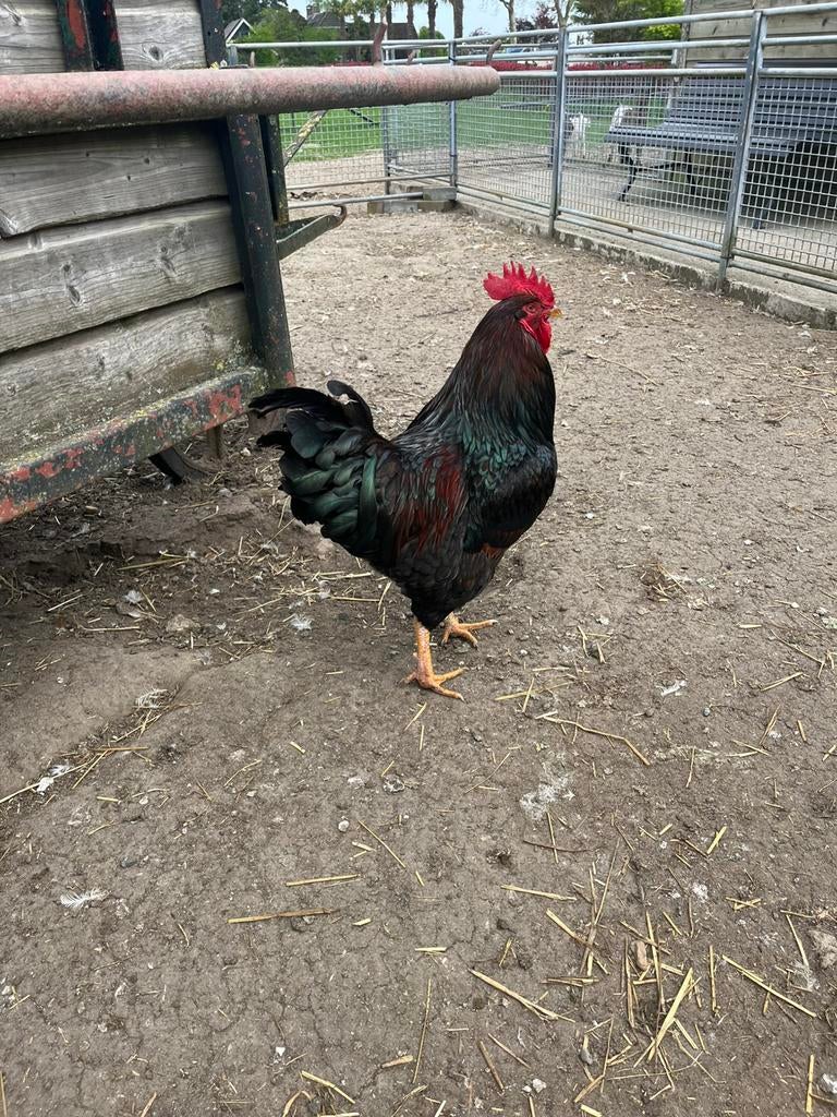 TE KOOP DUBBEL GEZOOMDE BARNEVELDER HAAN, Dieren en Toebehoren, Pluimvee, Mannelijk, Kip