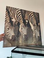 Canvas schilderij zebra's 60x60 cm, Ophalen of Verzenden, Schilderij, 50 tot 75 cm