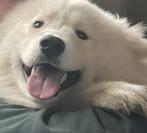 Samojeed reutje, België, Particulier, Reu, 1 tot 2 jaar