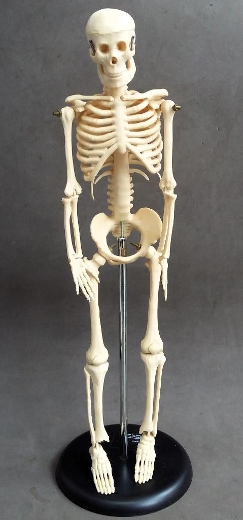 Leermodel Onderwijs Anatomie Les Biologie Mens Menselijk, Ophalen of Verzenden, Gebruikt, Mens