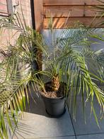 Dwergdadelpalm   Phoenix roebelenii, Ophalen of Verzenden, Bloeit niet, Overige soorten, Volle zon