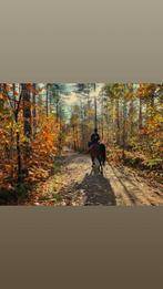 Bijrijd/verzorg paardje gezocht!, Eén persoon