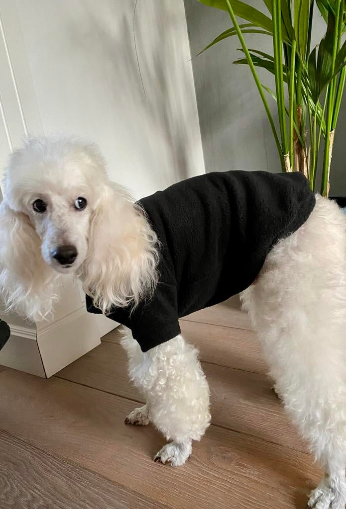 Handmade HONDENTRUI Chihuahua Pomchi pup Boomer Naakthond, Ophalen of Verzenden, Nieuw, Hondentrui