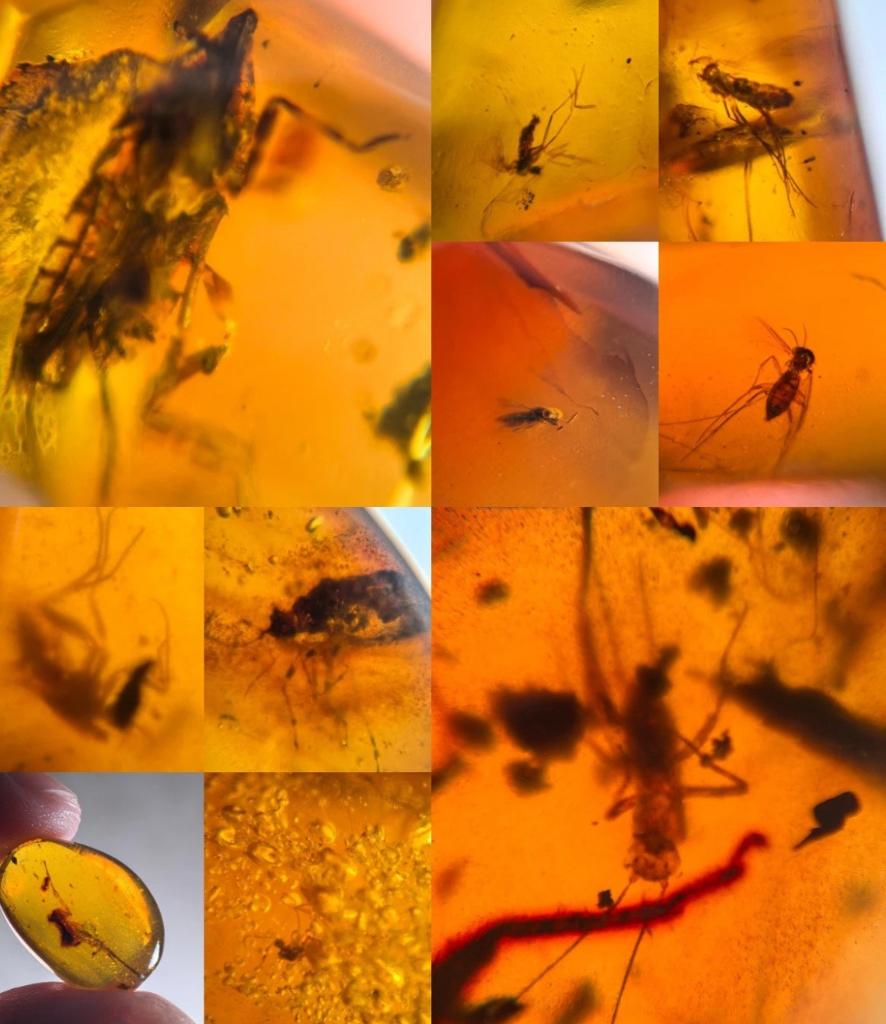 Ongelooflijk Fossiel Van Een Bij Gevangen in Hars. Insect in Een
