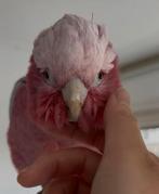 Roze kaketoe, man, Dieren en Toebehoren, Vogels | Parkieten en Papegaaien, Mannelijk, Papegaai, Geringd