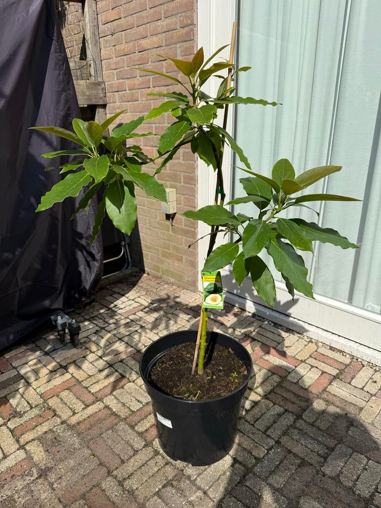 Avocadoplant - Haal de tropen in huis!, Overige soorten, In pot, Ophalen of Verzenden, Halfschaduw