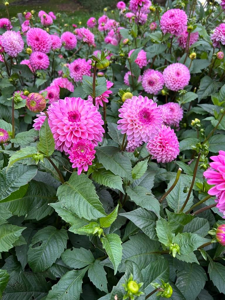 Dahlia knollen, Tuin en Terras, Bloembollen en Zaden, Ophalen of Verzenden, Volle zon