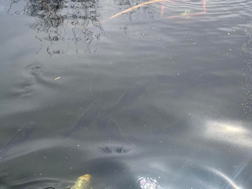 Zwarte koi karpers, Dieren en Toebehoren, Karper of Koi