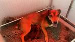 Jack Russel pups- black and tan reutjes aangeboden!, Jack Russell Terriër, 8 tot 15 weken, Meerdere, Meerdere dieren