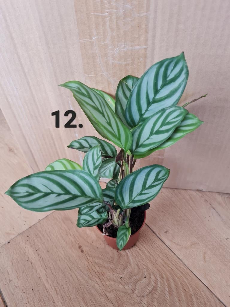 Gebedsplant, kamerplantje, Ophalen of Verzenden, Halfschaduw, Minder dan 100 cm