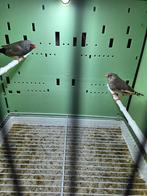 Koppel charcoal zebravinken, Dieren en Toebehoren, Vogels | Overige Vogels, Meerdere dieren