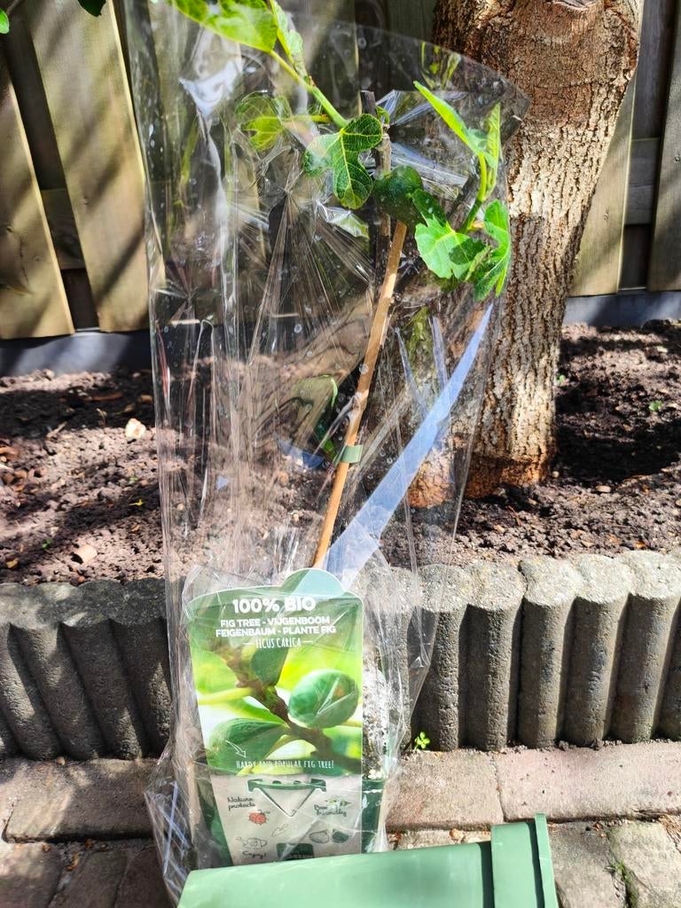 Vijgenboom in pot - Witte vijgen, Volle zon, Vaste plant, Ophalen of Verzenden, Zomer