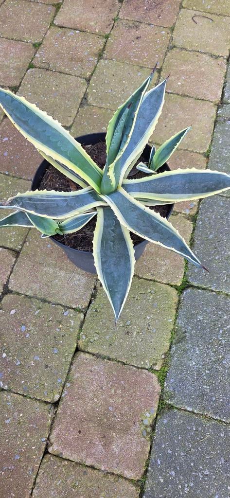 Bonte Agave Americana Variegata met jonge scheuten, Tuin en Terras, Planten | Tuinplanten, Ophalen, Bloeit niet, Overige soorten