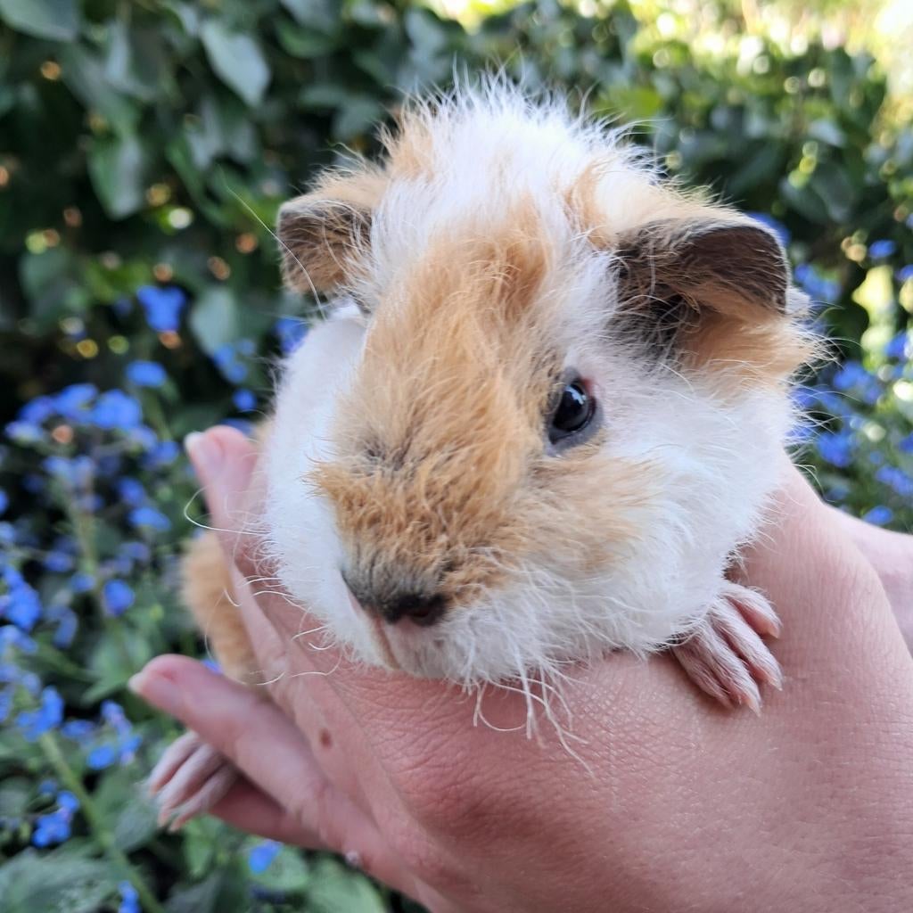 Lief Rex cavia beertje te koop!, Dieren en Toebehoren, April, Mannelijk, Cavia