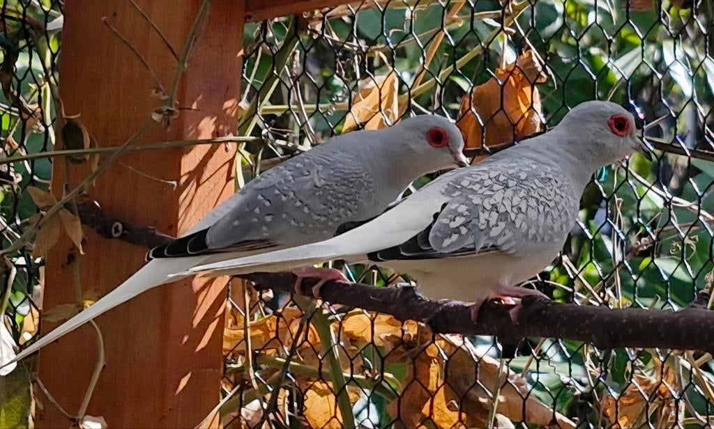 Diamantduif, Dieren en Toebehoren, Vogels | Duiven, Meerdere dieren