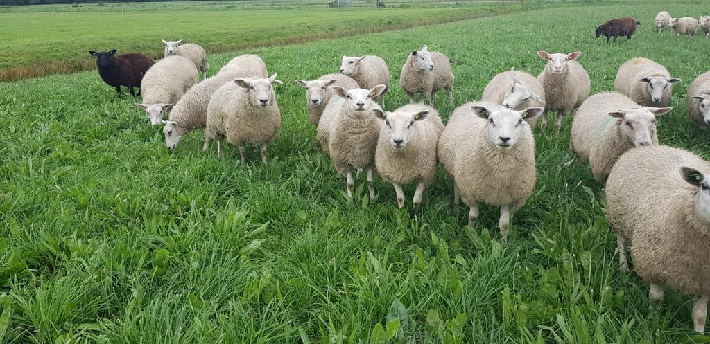 Gras land gezocht voor schapen, Meerdere dieren, Schaap