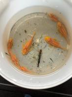 Jonge kweekgroep Ancistrus L144 Blue Eyes, Vis