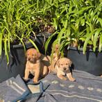 Puppy's labrador red fox, 8 tot 15 weken, Labrador retriever, Meerdere, Meerdere dieren
