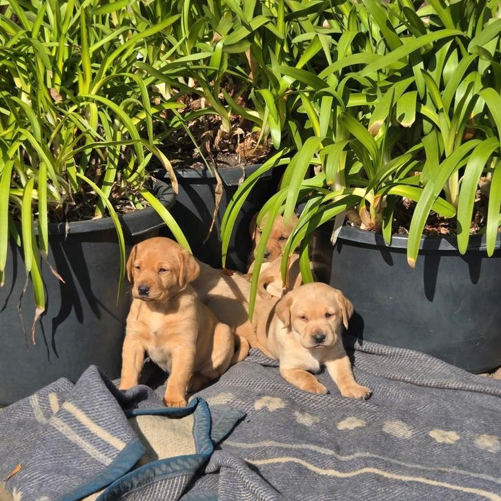Puppy's labrador red fox, Dieren en Toebehoren, Honden | Retrievers, Spaniëls en Waterhonden, Meerdere dieren, Labrador retriever