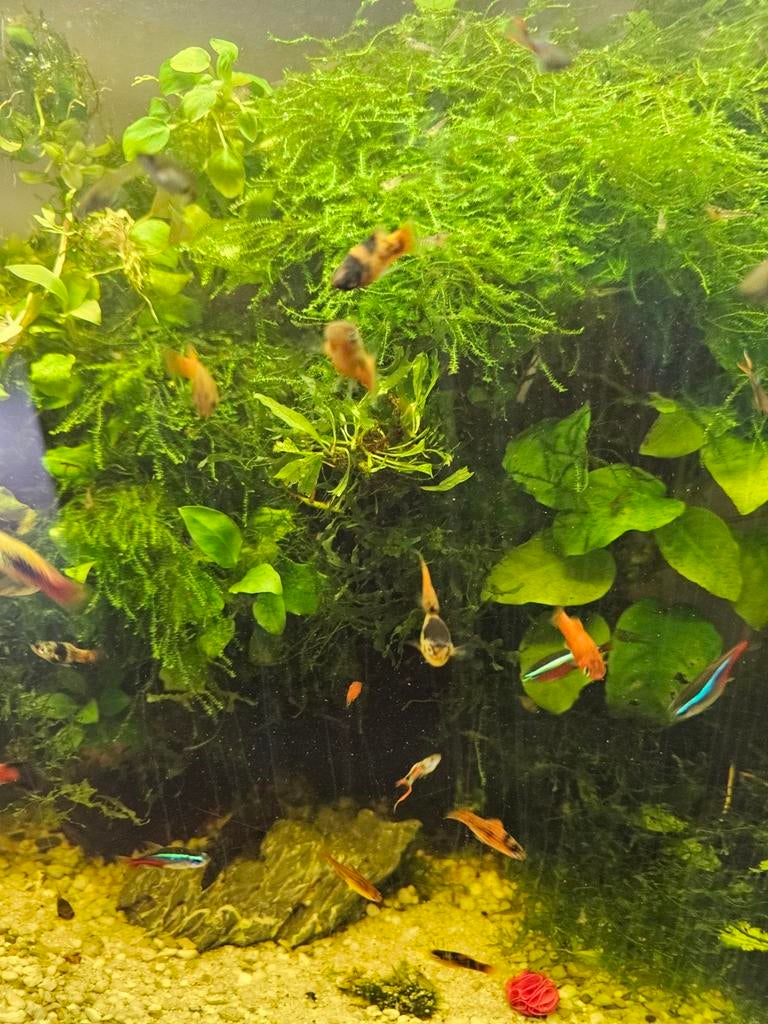 Javamos en guppen, Vis