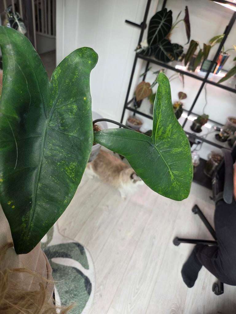 Zebrina black stem green on green, Huis en Inrichting, Kamerplanten, Ophalen of Verzenden, Halfschaduw, Minder dan 100 cm