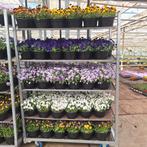 Violen 1 euro per pot, Ophalen, Overige soorten, Halfschaduw, In pot