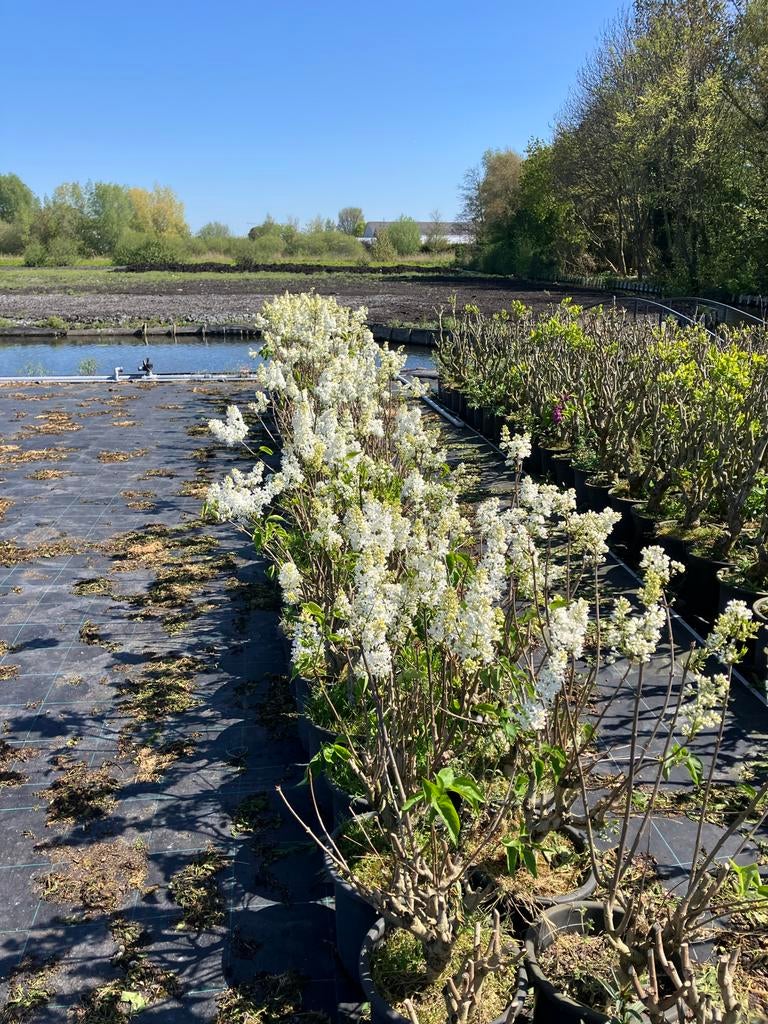 Seringen per 10 stuks - Prachtige bloeiers voor uw tuin, Overige soorten, Volle zon, Vaste plant, Ophalen of Verzenden
