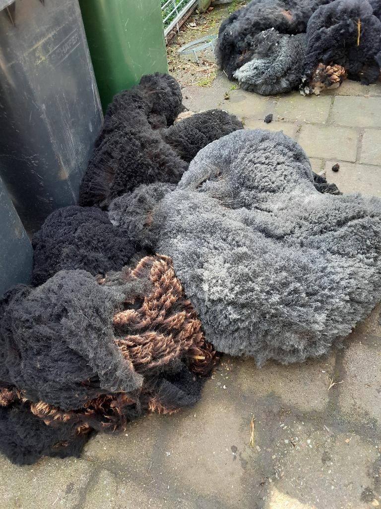 Wol van onze dassenkop schapen⁹, Ophalen, Zo goed als nieuw, Breien of Haken, Wol of Garen