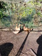 Koppel orpington eenden, Meerdere dieren, Eend