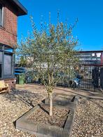 Grote olijfboom, Ophalen, Vaste plant, Overige soorten