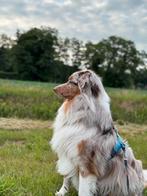 Australian Shepherd, Rabiës (hondsdolheid), Reu, Eén hond, 3 tot 5 jaar