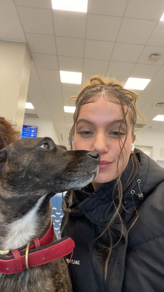 Betrouwbare & Ervaren Hondenuitlaatservice, Dieren en Toebehoren, Ophalen of Verzenden