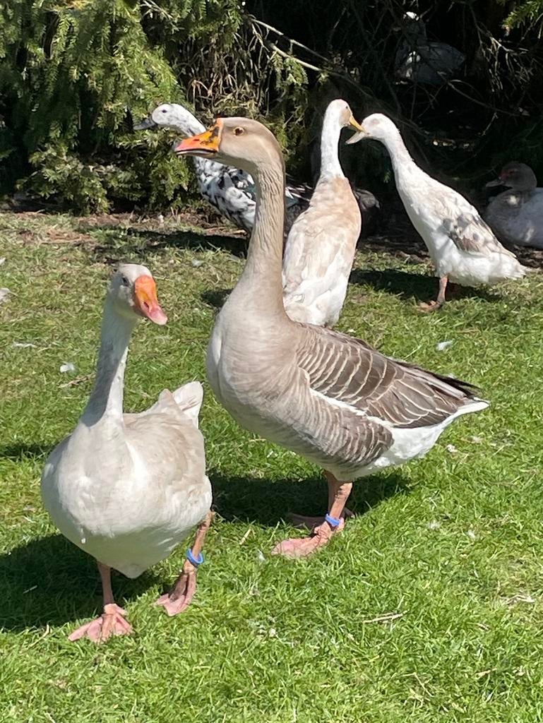 Mooi koppel ganzen, Dieren en Toebehoren, Pluimvee, Meerdere dieren, Gans of Zwaan