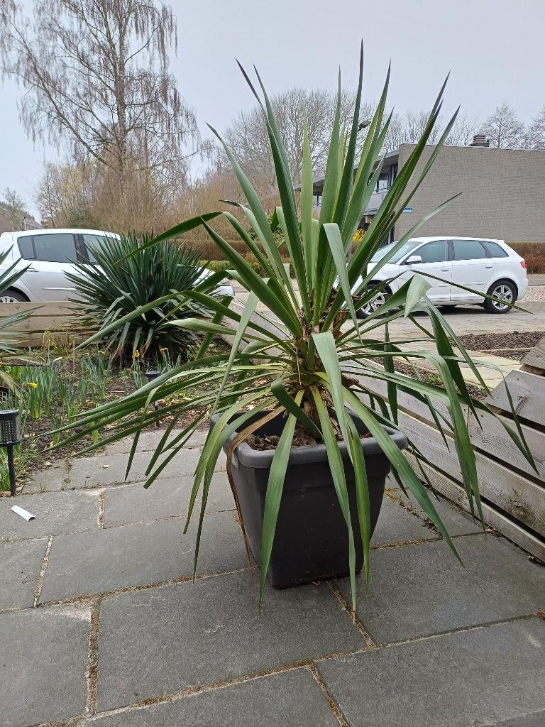 Yucca Gloriosa, Vaste plant, Halfschaduw, Zomer, Ophalen