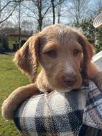 Prachtige kruisingpuppy's, Dieren en Toebehoren, Parvo, Particulier, 8 tot 15 weken, Buitenland